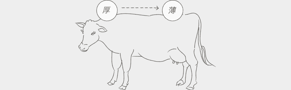 部位によって異なる厚さ