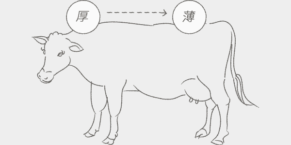 部位によって異なる厚さ